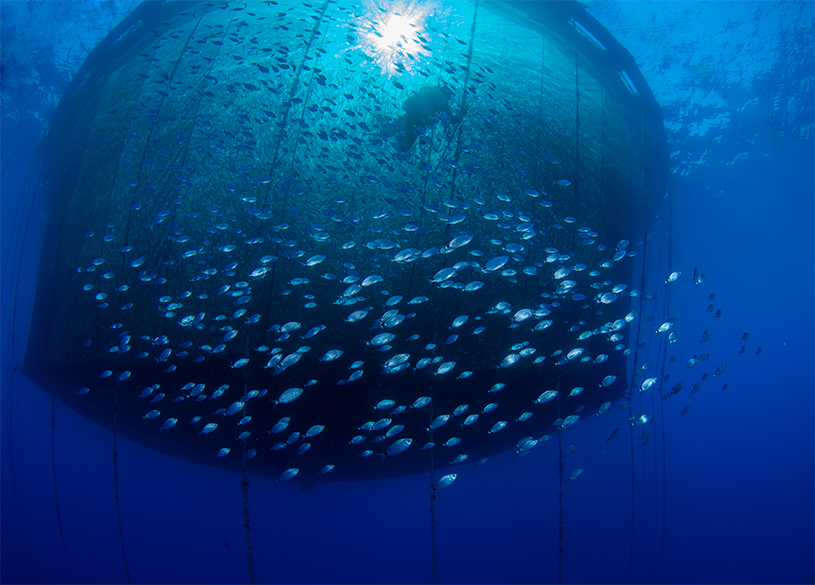 Long-lasting aquaculture nets and ropes | Dyneema