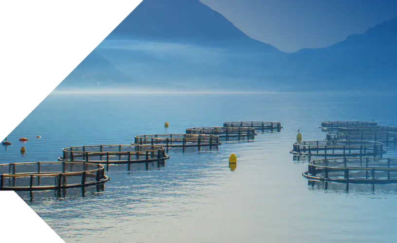 <h4>Improving aquaculture to meet global demand</h4>